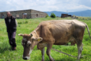 Kuh auf der Weide in Armenien