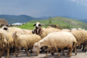 Schafe in Armenien