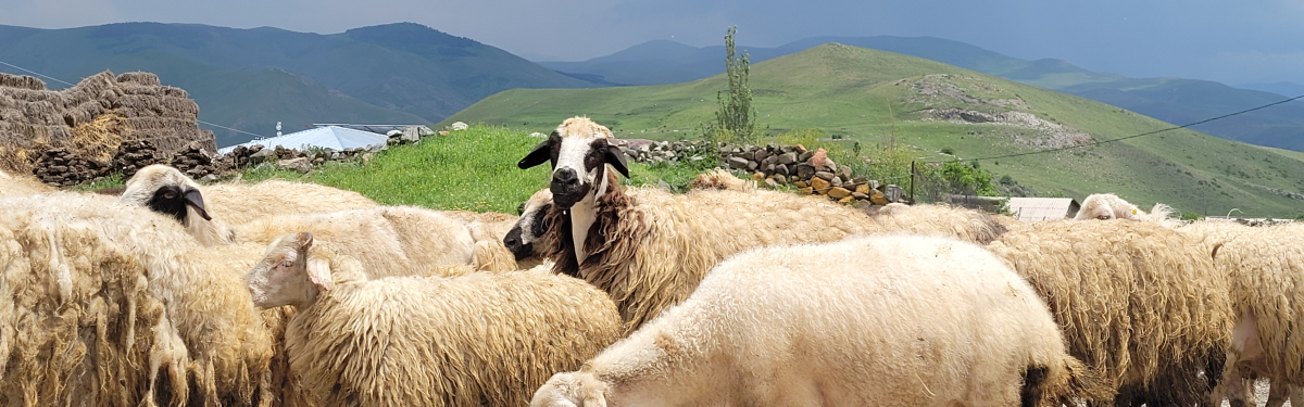 Schafe in Armenien